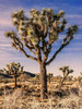 Views of Joshua Tree IV Poster Print - Rachel Perry