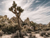 Views of Joshua Tree VIII Poster Print - Rachel Perry