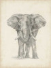 Elephant Sketch II Poster Print - Ethan Harper