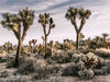 Views of Joshua Tree IX Poster Print - Rachel Perry