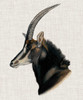 Savanna Impressions III Poster Print - Naomi McCavitt