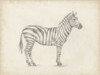 Zebra Sketch Poster Print - Ethan Harper