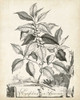 Scenic Botanical III Poster Print - Abraham Munting