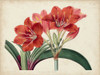 Amaryllis Splendor II Poster Print - Curtis