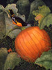 Oriole and Pumpkin Poster Print - Marcia Matcham