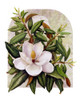 Magnolia Vignette Poster Print - Marcia Matcham