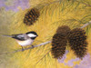 Chickadee in the Pines I Poster Print - Marcia Matcham