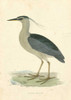 Vintage Night Heron Poster Print - Morris