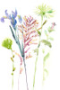 Watercolor Floral Study III Poster Print - Melissa Wang