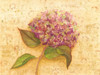 Hydrangea Love I Poster Print - Wendy Russell