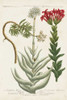 Botanical Varieties I Poster Print - Weinmann