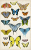 Butterfly Taxonomy II Poster Print - Naomi McCavitt