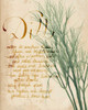 Herb Study II Poster Print - Grace Popp