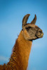 Llama Portrait IV Poster Print - Tyler Stockton