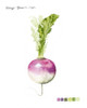 Root Vegetable VI Poster Print - Grace Popp