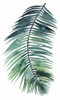 Untethered Palm VII II Poster Print - Grace Popp