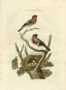 Nozeman Birds and Nests  I Poster Print - Nozeman