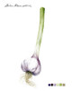 Root Vegetable I Poster Print - Grace Popp