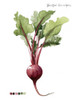 Root Vegetable II Poster Print - Grace Popp