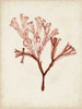 Seaweed Specimens V Poster Print - Naomi McCavitt