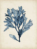 Seaweed Specimens II Poster Print - Naomi McCavitt
