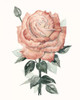 Beholden Rose II Poster Print - Grace Popp