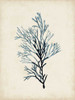 Seaweed Specimens IV Poster Print - Naomi McCavitt