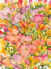 Wildflower Study II Poster Print - Tim OToole