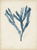 Seaweed Specimens I Poster Print - Naomi McCavitt
