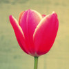 Tulip in Fuchsia I Poster Print - Lillian Bell