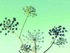 Cow Parsley II Poster Print - Lillian Bell