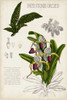 Orchid Field Notes I Poster Print - Naomi McCavitt