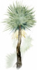 Palm in Watercolor II Poster Print - Grace Popp