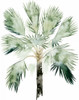 Watercolor Palm of the Tropics I Poster Print - Grace Popp