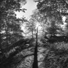 Woodland Tones I Poster Print - Martin Henson