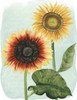 Sunflower Study I Poster Print - Grace Popp