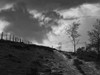 Lonely Path II Poster Print - Martin Henson