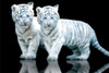 White Tiger Cubs Sos Poster Poster Print - Item # VARIMPST5574R