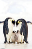 Emperor Penguins - Group Poster Print - Item # VARTIARP15550