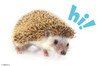 Hedgehog - Hi Poster Print - Item # VARTIARP15548