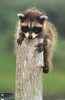 Planet Earth - Racoon Poster Print - Item # VARTIARP6092