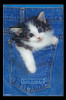 Kitten - Pocket Poster Print - Item # VARTIARP16546