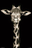Portrait of a Giraffe Poster Print - Item # VARTIARP17052