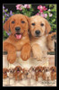 Puppies - Labs Poster Print - Item # VARTIARP16351