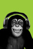 Chimpanzee Headphones Poster Poster Print - Item # VARPYRPP32931