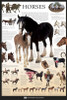 Horses - Dorling Kindersley Eyewitness Wallcharts Poster Poster Print - Item # VARPYRPP32790