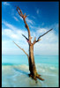 Cinnamon Bay Tree - Nathan Lovas Poster Print