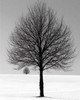 Winter Tree Poster Poster Print - Item # VARPYRPAM9005