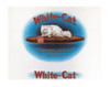 White Cat Poster Poster Print - Item # VARPYRNY305