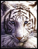 White Tiger Poster Print